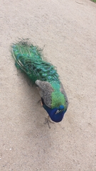 Pavo cristatus