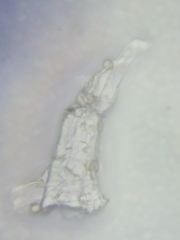 Physarum polycephalum