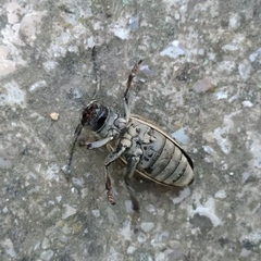 Dorcadion holosericeum