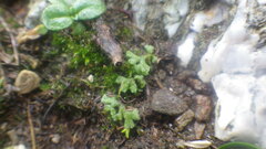 Ricciaceae