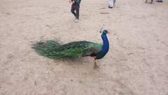 Pavo cristatus