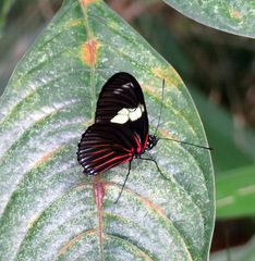 Heliconius doris