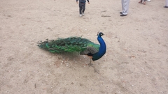 Pavo cristatus