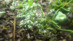 Ricciaceae