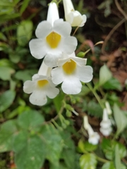 Smithiantha multiflora