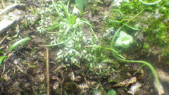 Ricciaceae