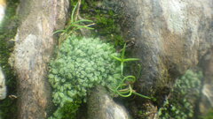Ricciaceae