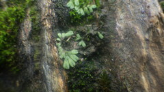 Ricciaceae
