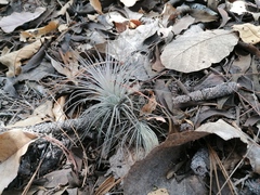 Tillandsia plumosa