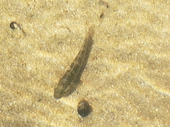 Caffrogobius nudiceps