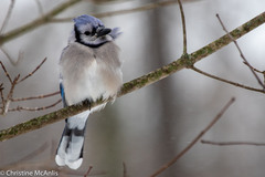 Cyanocitta cristata bromia