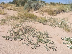 Dalea lanata terminalis