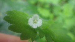 Veronica cymbalaria