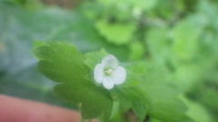 Veronica cymbalaria