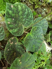 Smithiantha multiflora