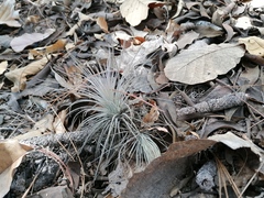 Tillandsia plumosa