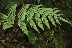Pteris linearis