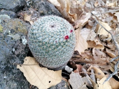 Mammillaria albilanata