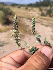 Dalea lanata terminalis