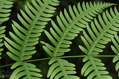 Pteris linearis