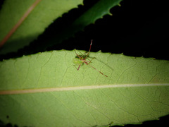 Creontiades rubrinervis