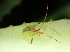 Creontiades rubrinervis