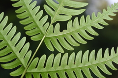 Pteris linearis