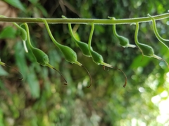 Smithiantha multiflora