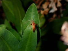 Creontiades rubrinervis