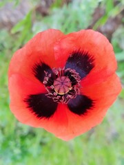 Papaver dubium stevenianum