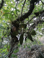 Phoradendron leucarpum