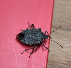 Halyomorpha halys