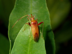 Creontiades rubrinervis