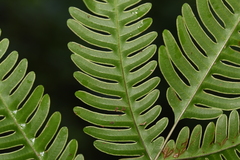 Pteris linearis