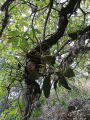 Phoradendron leucarpum