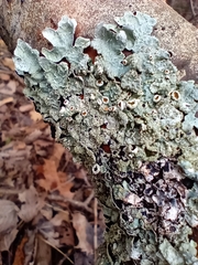 Ricasolia quercizans