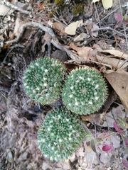 Mammillaria karwinskiana