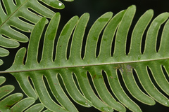 Pteris linearis