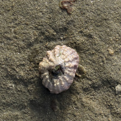 Siphonaria australis
