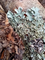 Ricasolia quercizans