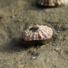 Siphonaria australis