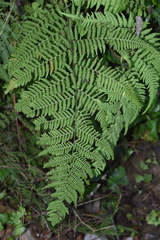 Macrothelypteris torresiana