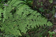 Macrothelypteris torresiana