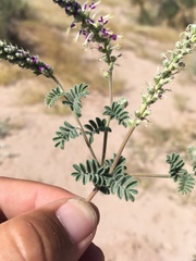 Dalea lanata terminalis