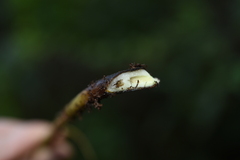 Macrothelypteris torresiana