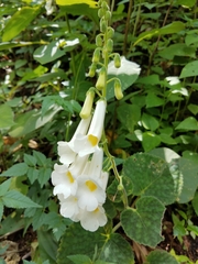 Smithiantha multiflora