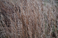 Schizachyrium littorale