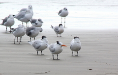 Thalasseus sandvicensis