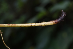 Macrothelypteris torresiana
