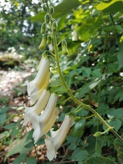 Smithiantha multiflora